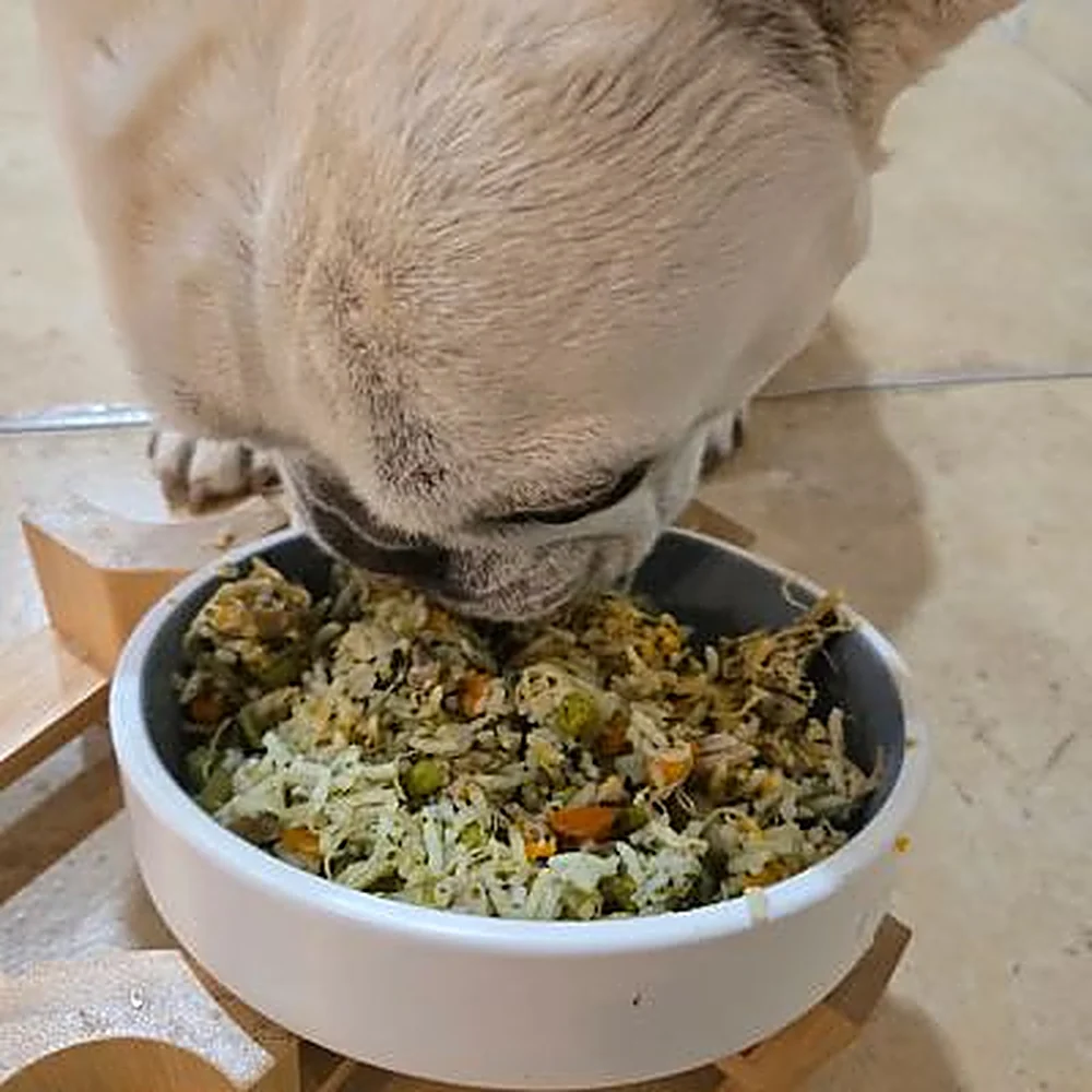 Dizzy, a French Bulldog