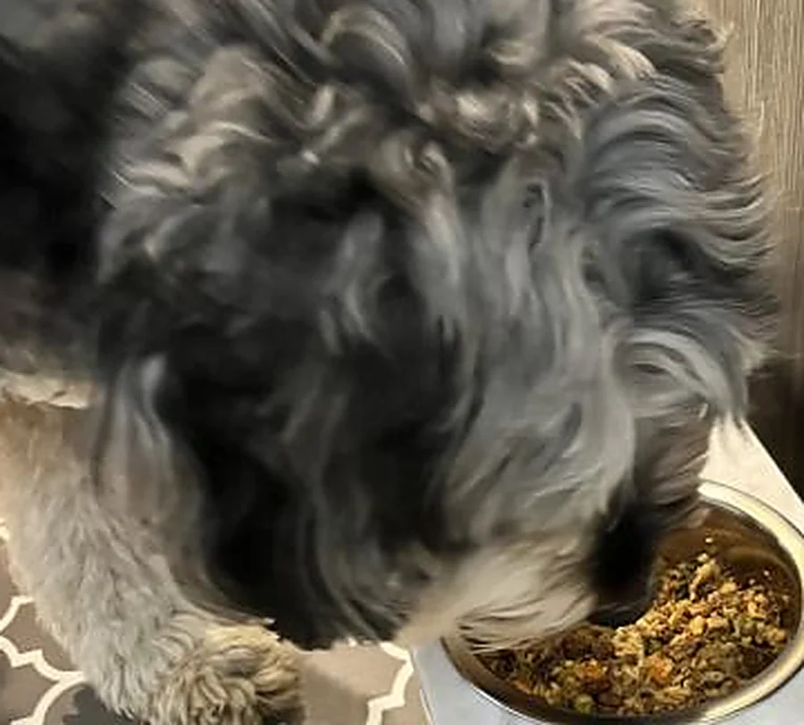 Sparky eating fresh food